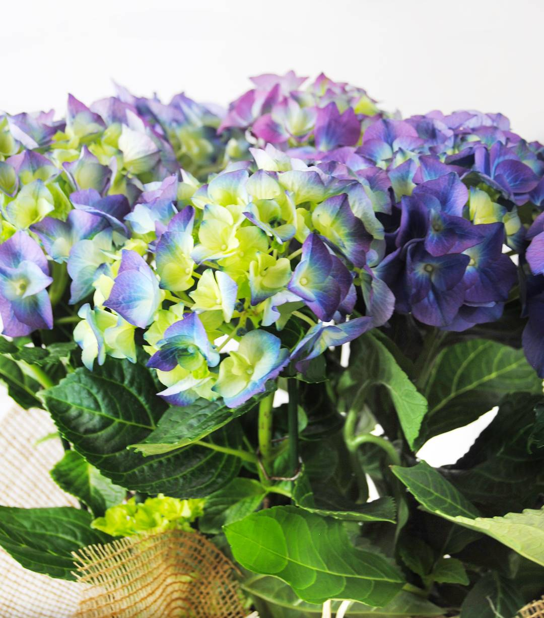 Hortensias azules