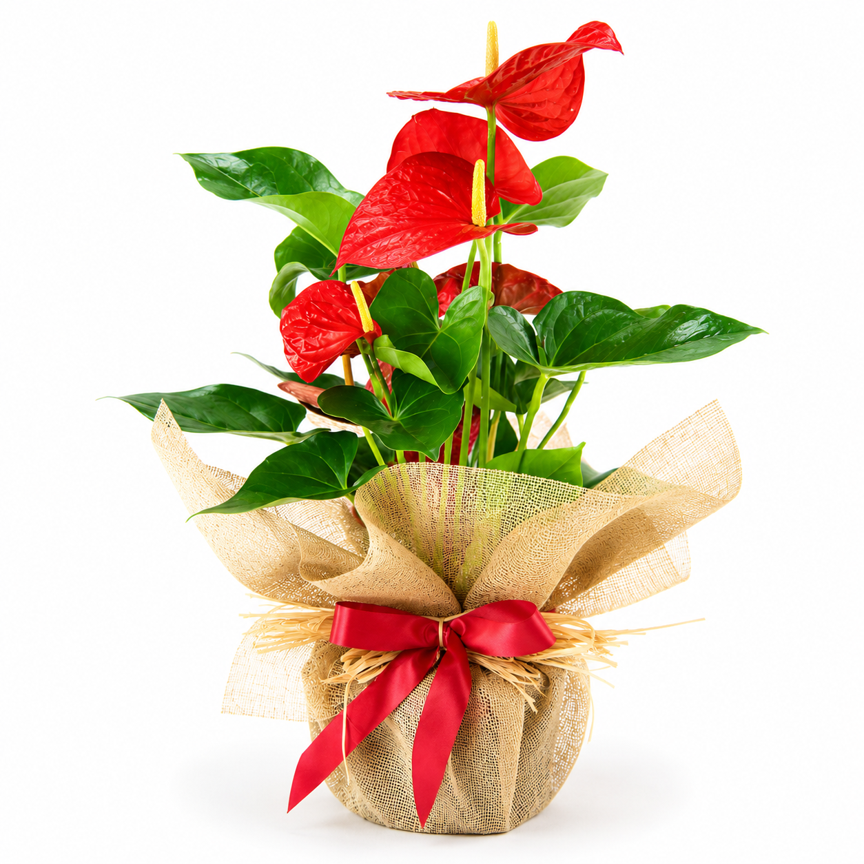 Anthurium rojo para regalar
