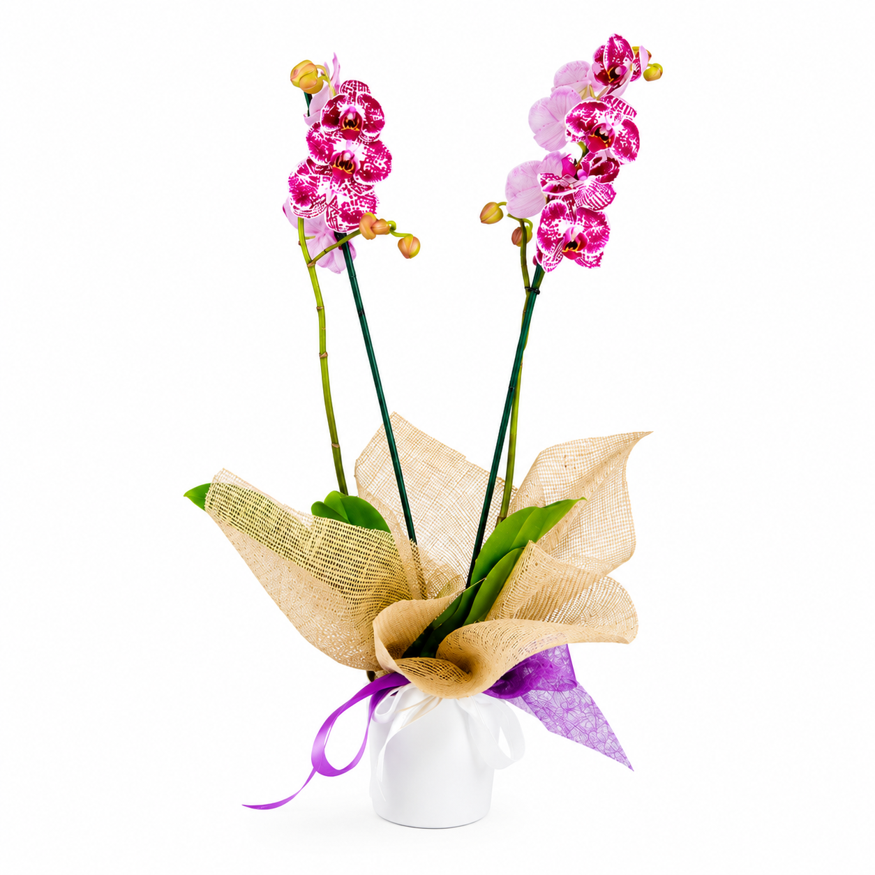 comprar orquídea para decorar