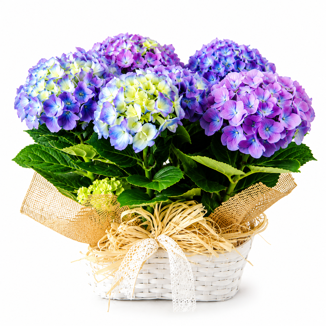 Hortensias azules
