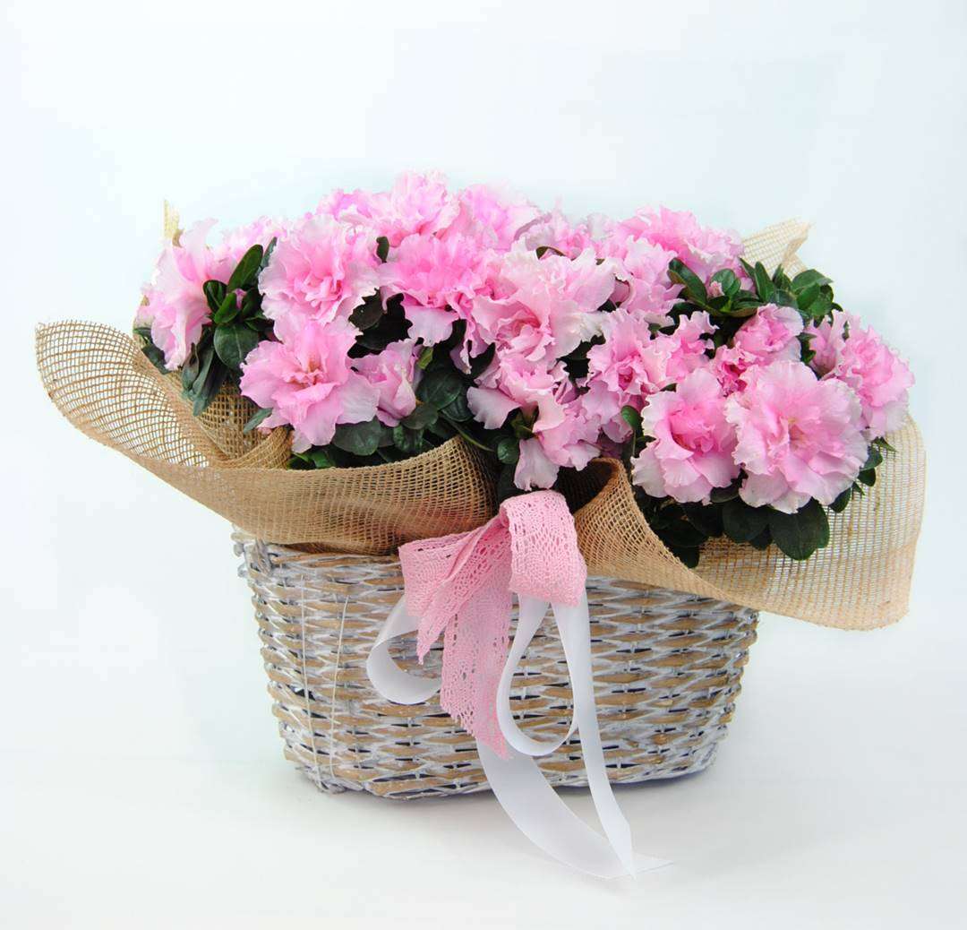 Azaleas en cesta