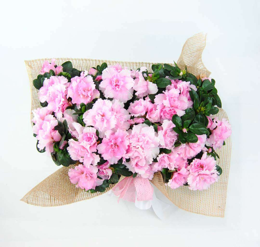 Azaleas en cesta