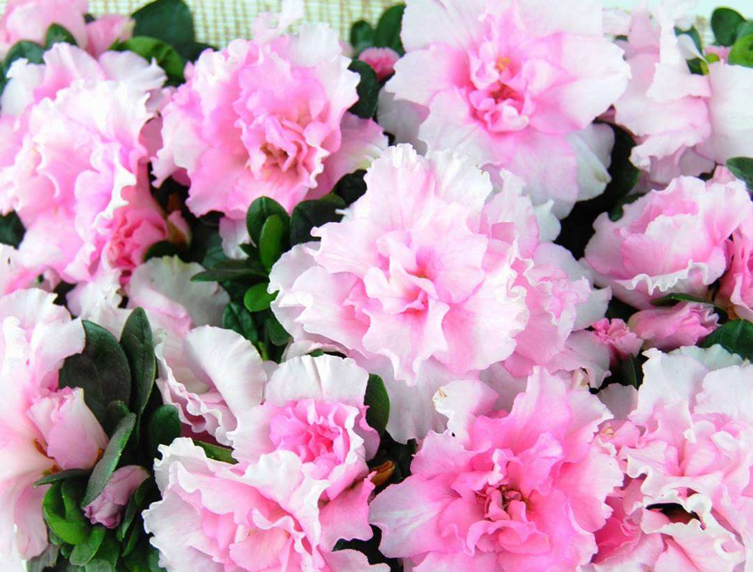 Azaleas en cesta