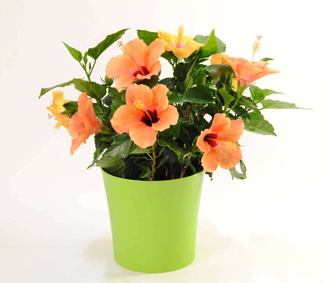 Hibiscus - Planta de interior Hibiscus