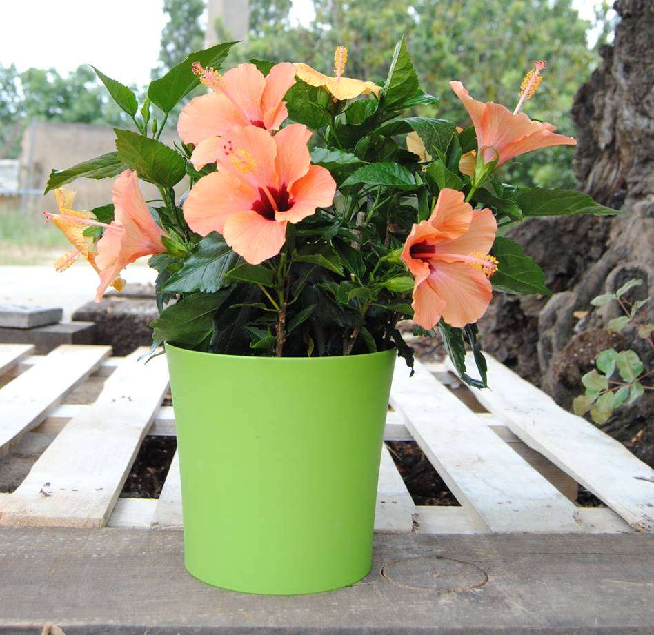 Hibiscus para regalar