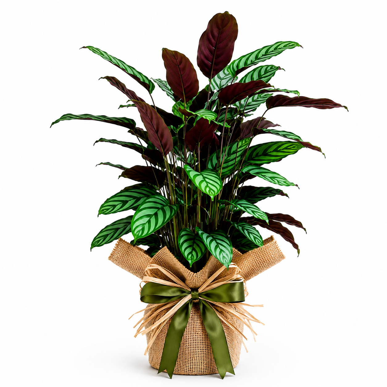 Calathea Mackoyana