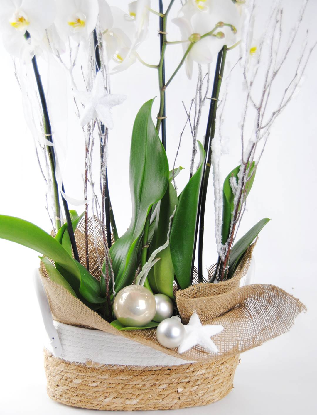 2 Orquídeas blancas con cesta