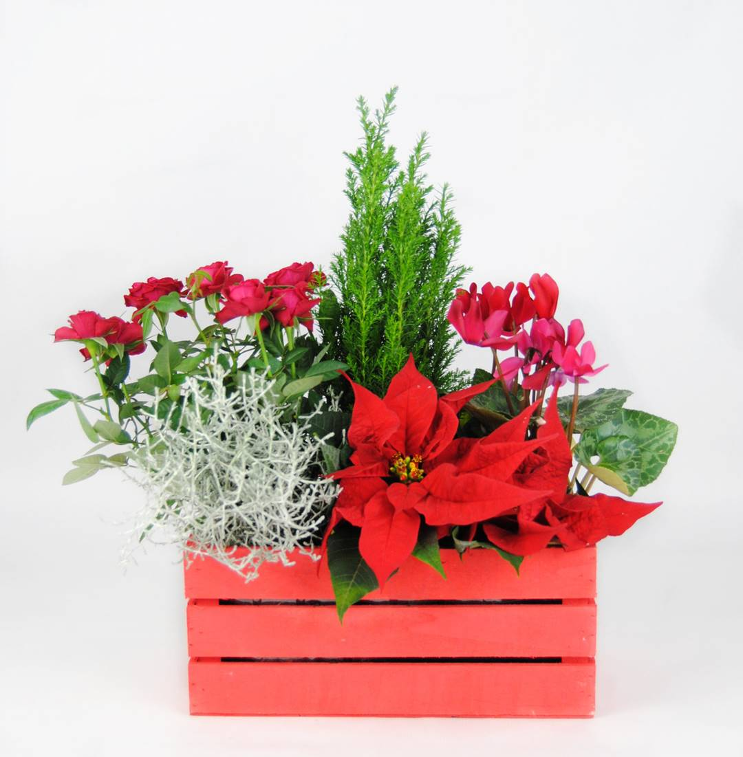 Composición Navideña con Cyclamen, Ponsetia y Ciprés