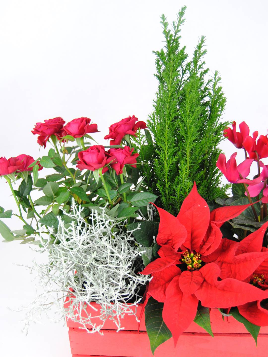 Composición Navideña