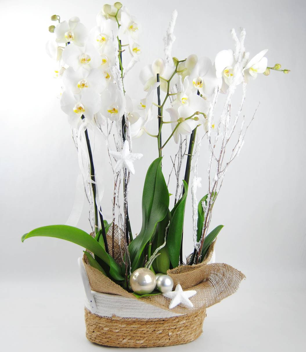 2 Orquídeas blancas con cesta