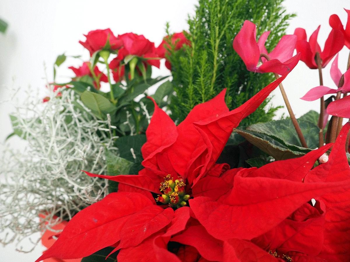 Composición Floral Navideña