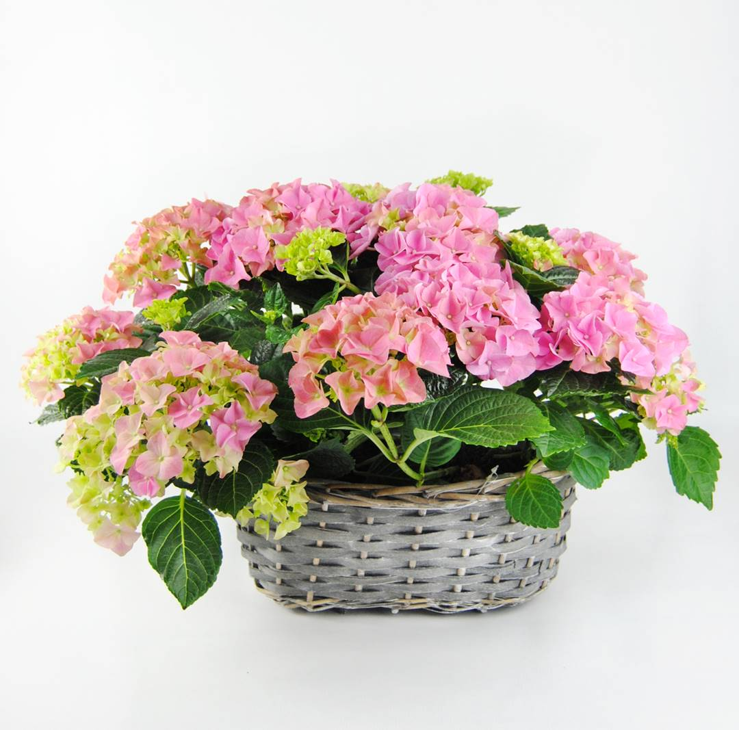 Cesta de Hortensias rosa