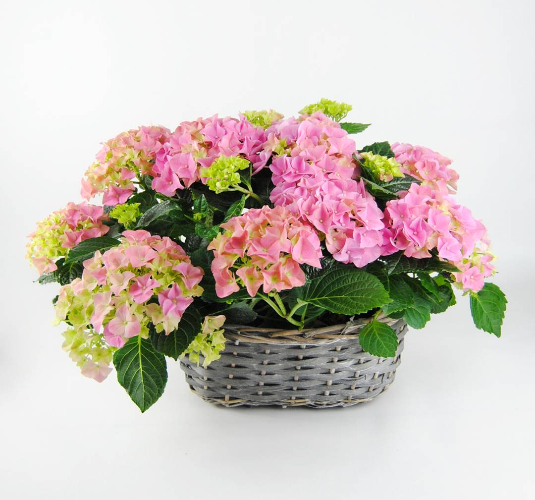 Cesta de Hortensias rosa