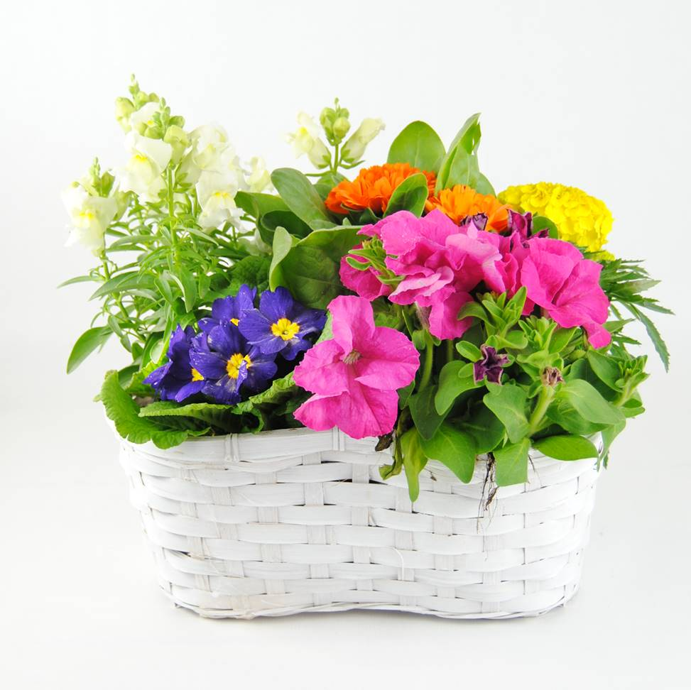 Composición Edén - Plantas de Interior para regalar