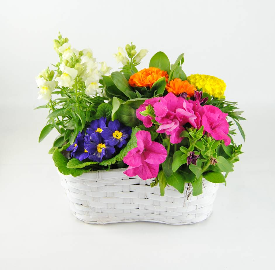 Composición Edén - Regalar plantas de interior