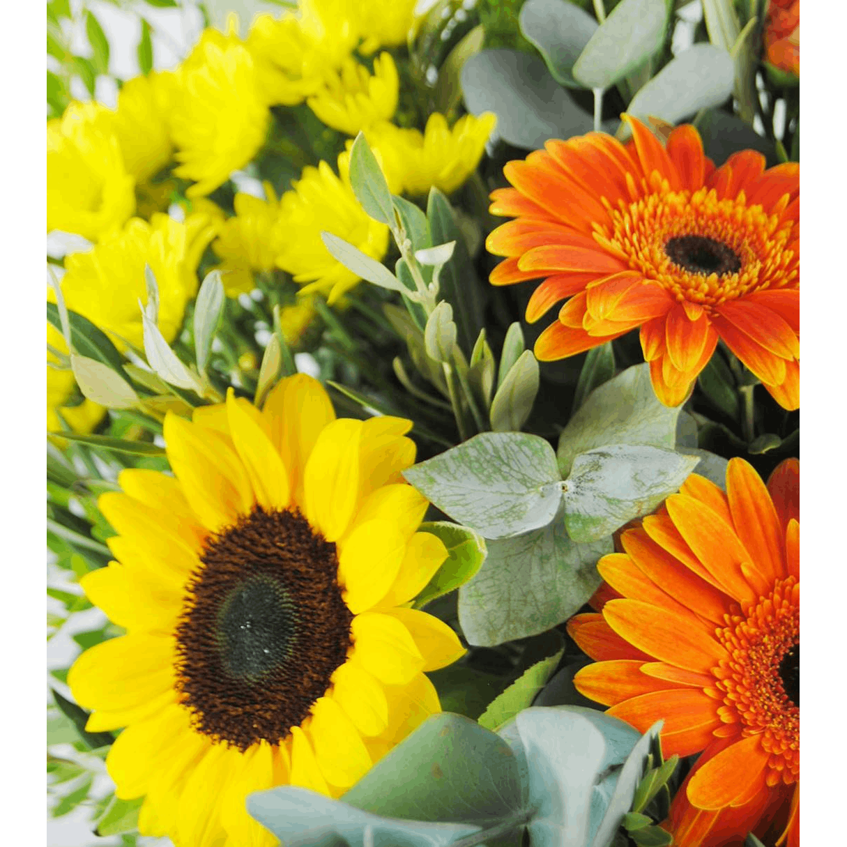 flores a domicilio - Margaritas gerberas girasoles