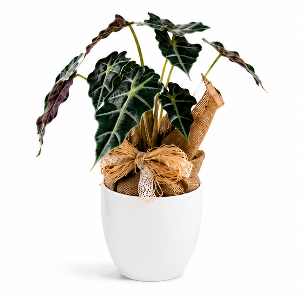 Alocasia Polly