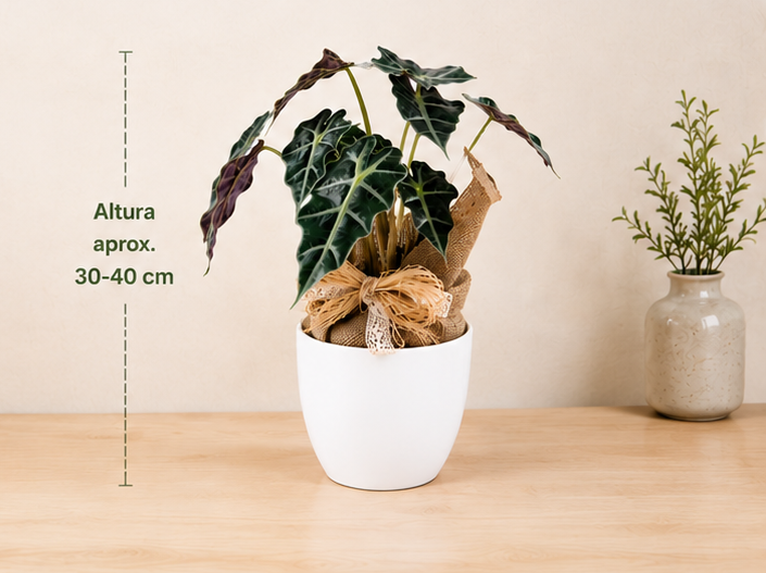 Alocasia Polly