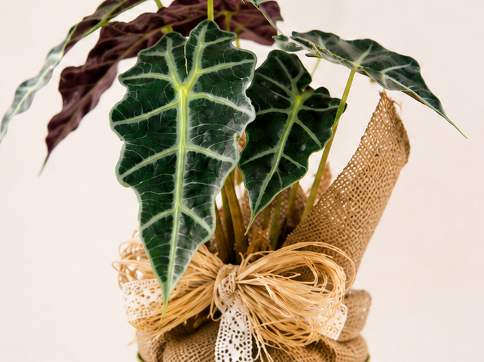 Alocasia Polly