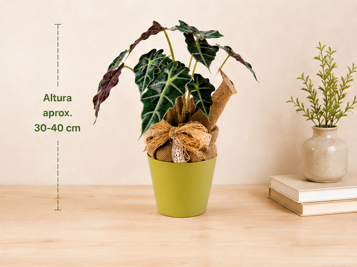 Alocasia Polly
