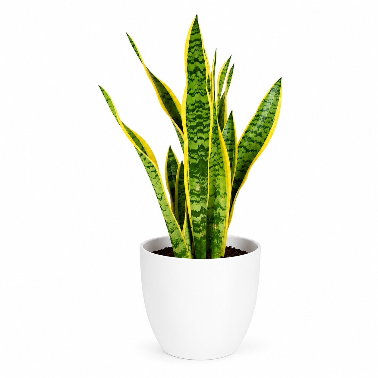 Sanseviera Lauretii