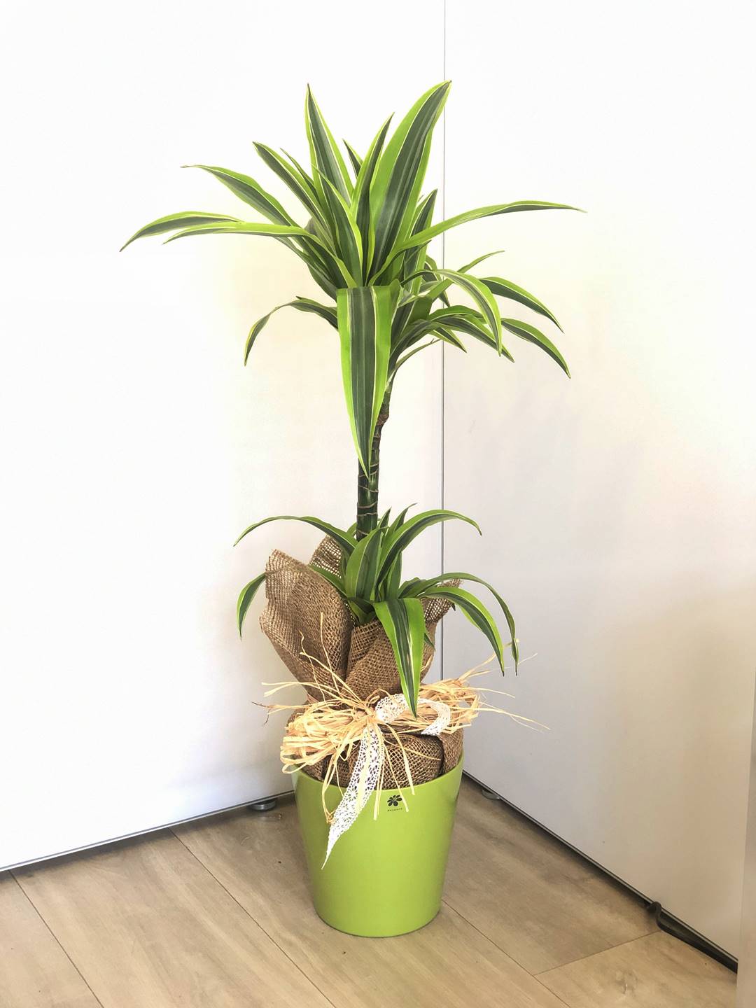 Dracena lemon