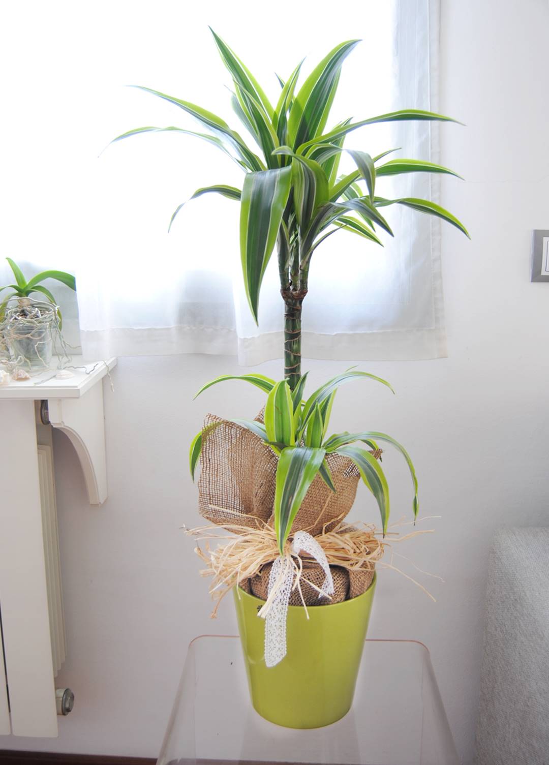 Dracena lemon