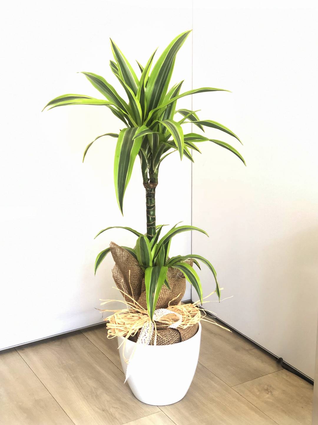 Dracena lemon