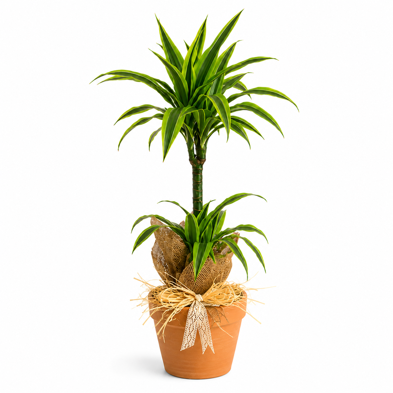 Dracena lemon