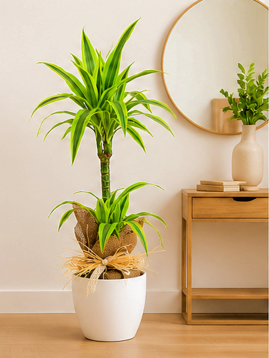 Dracena lemon