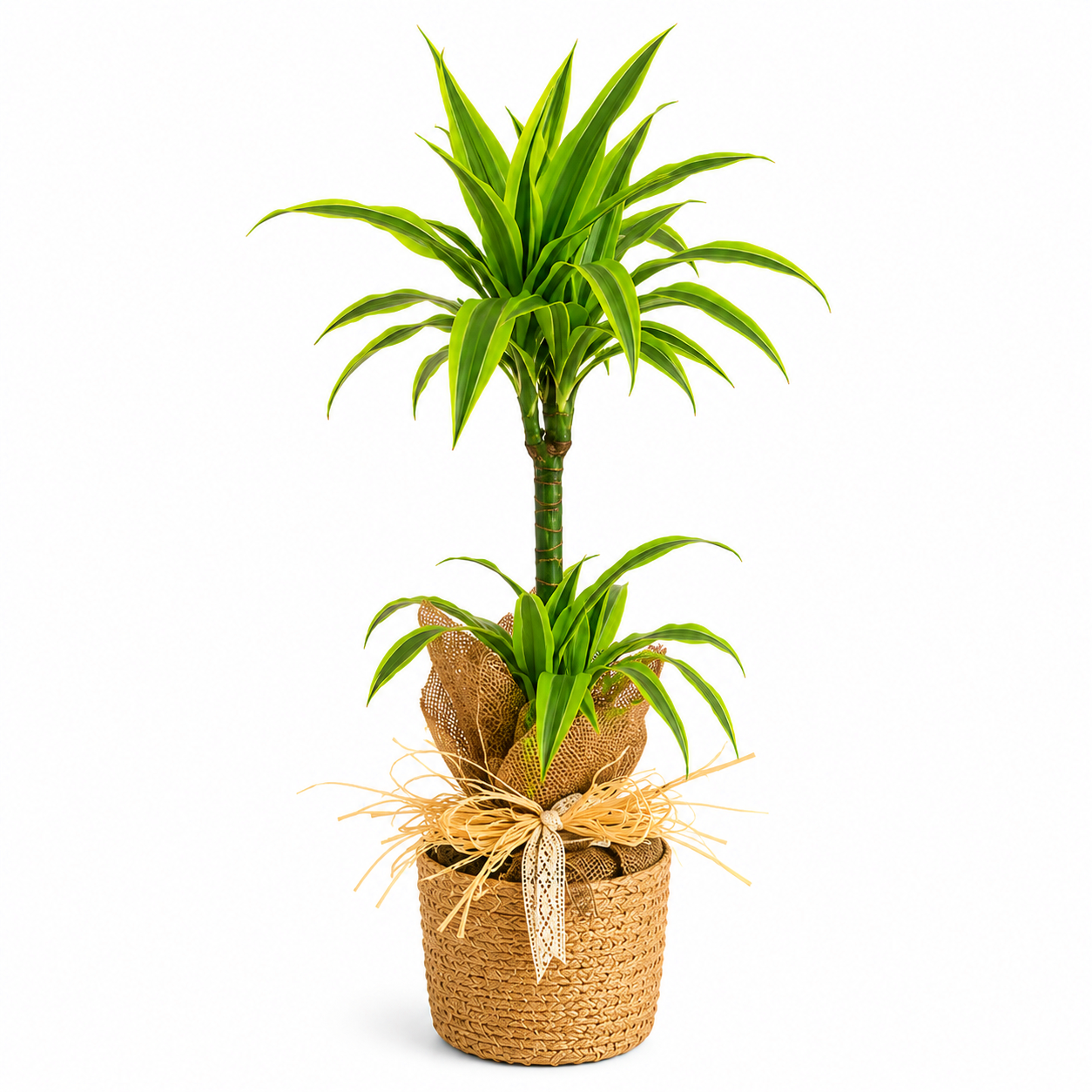 Dracena lemon