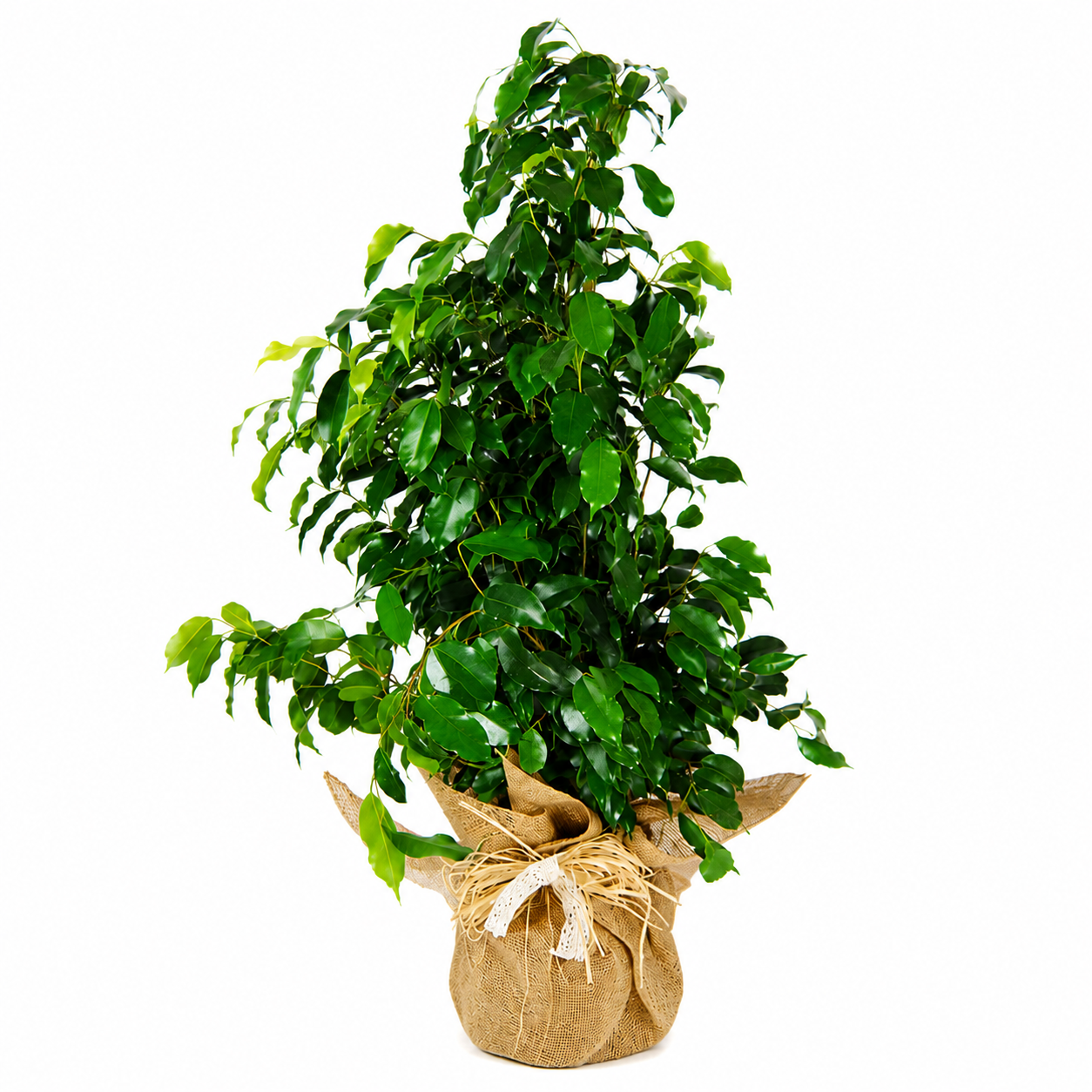 Ficus Benjamina