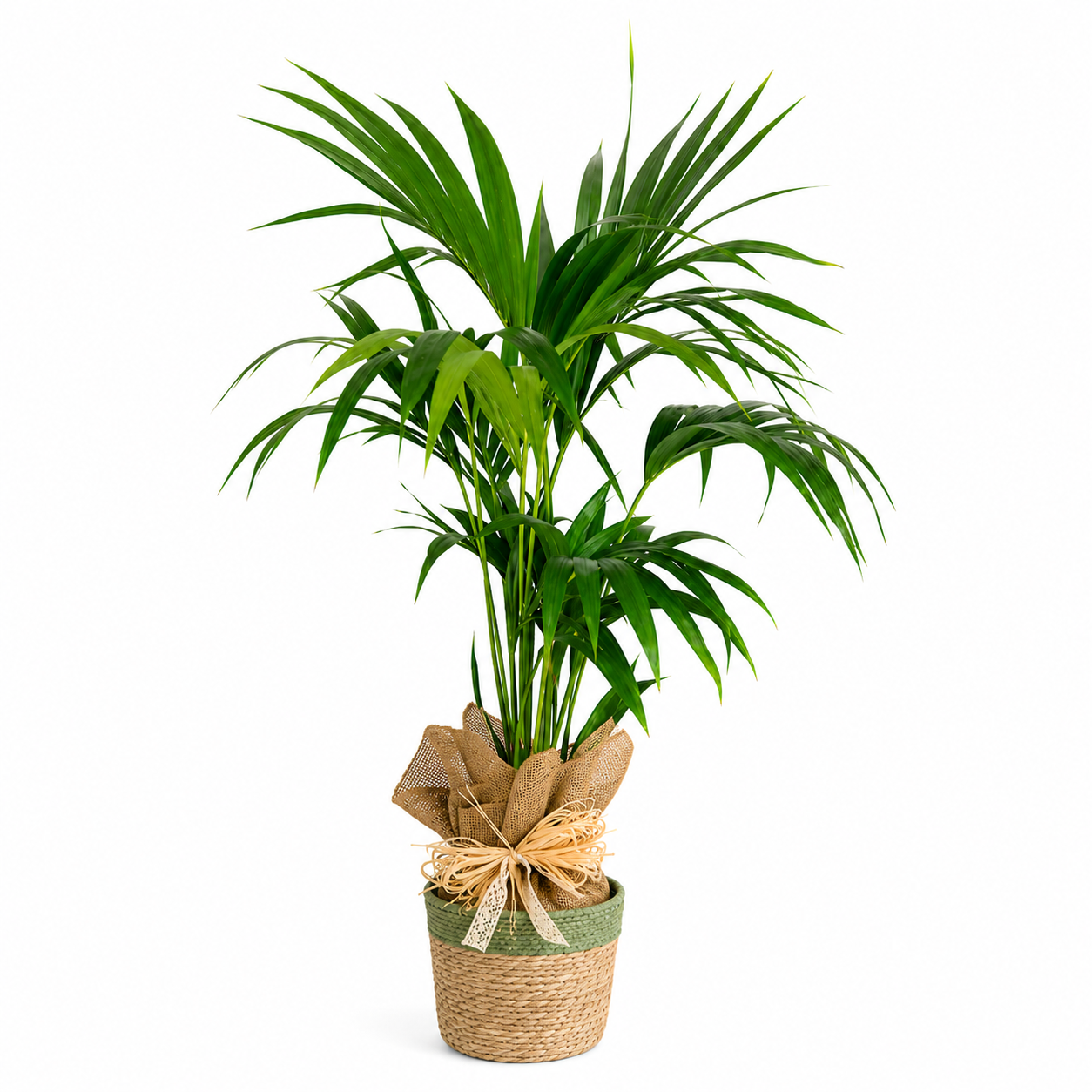 Kentia