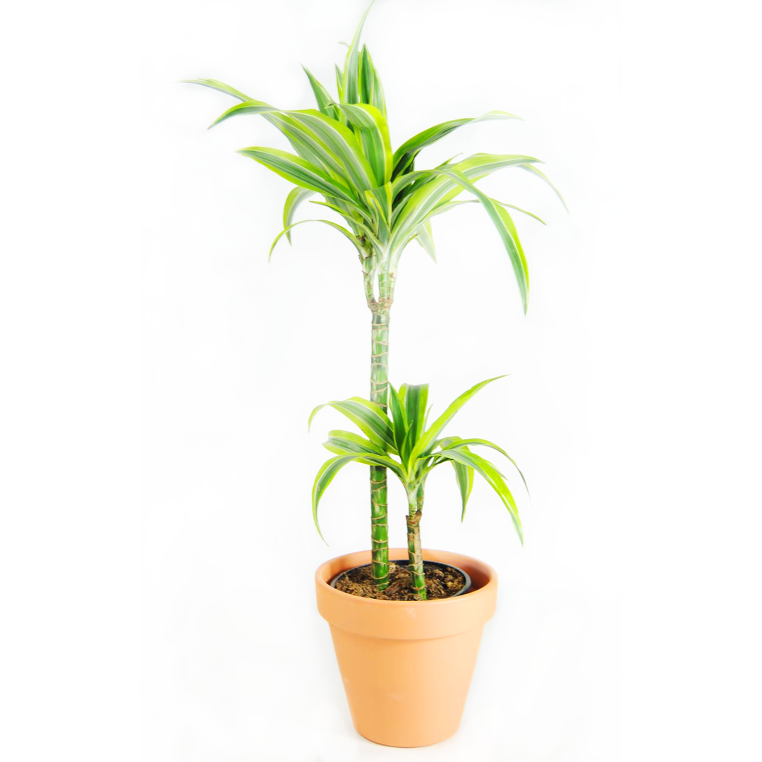 Dracena lemon