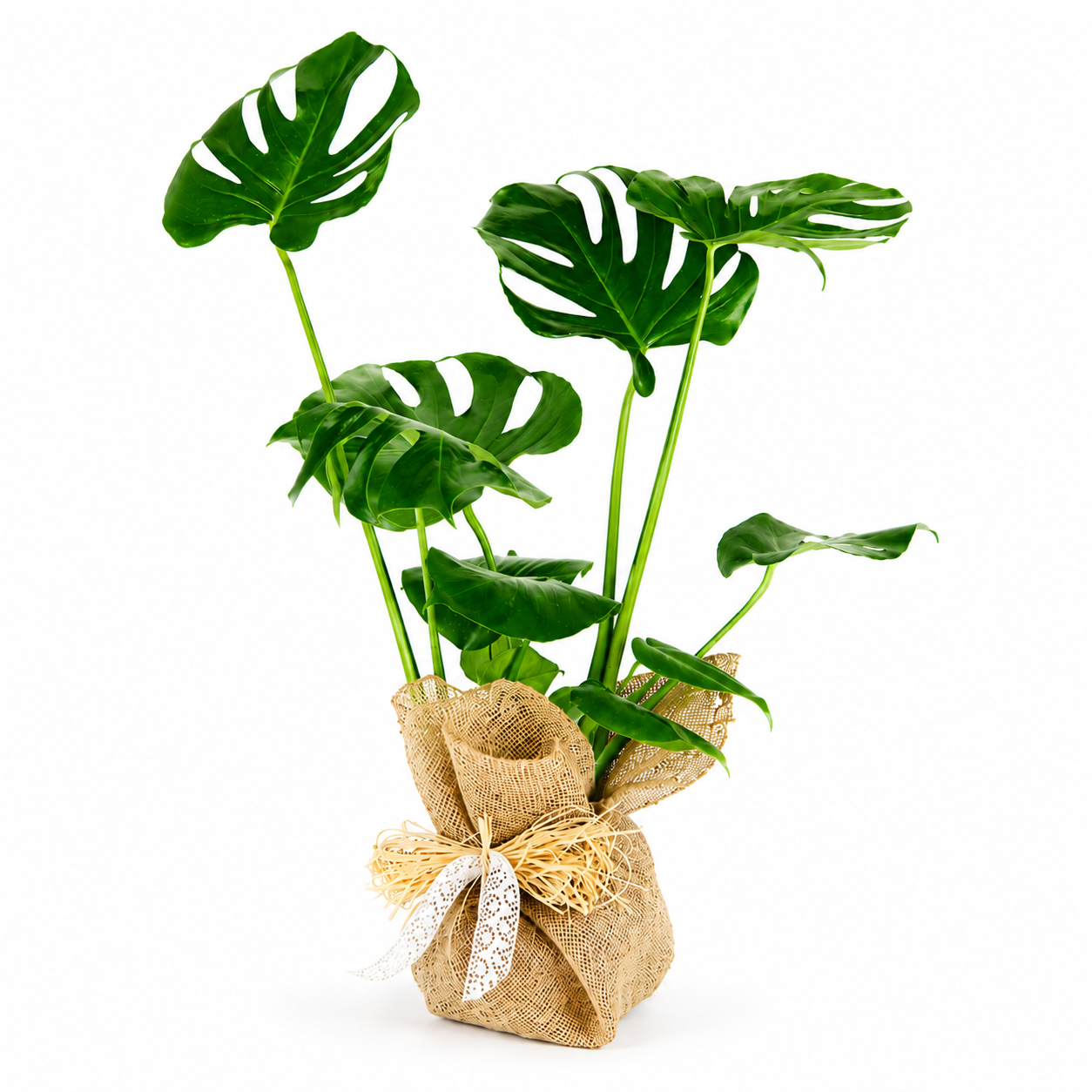 comprar monstera deliciosa. Monstera deliciosa para decorar.