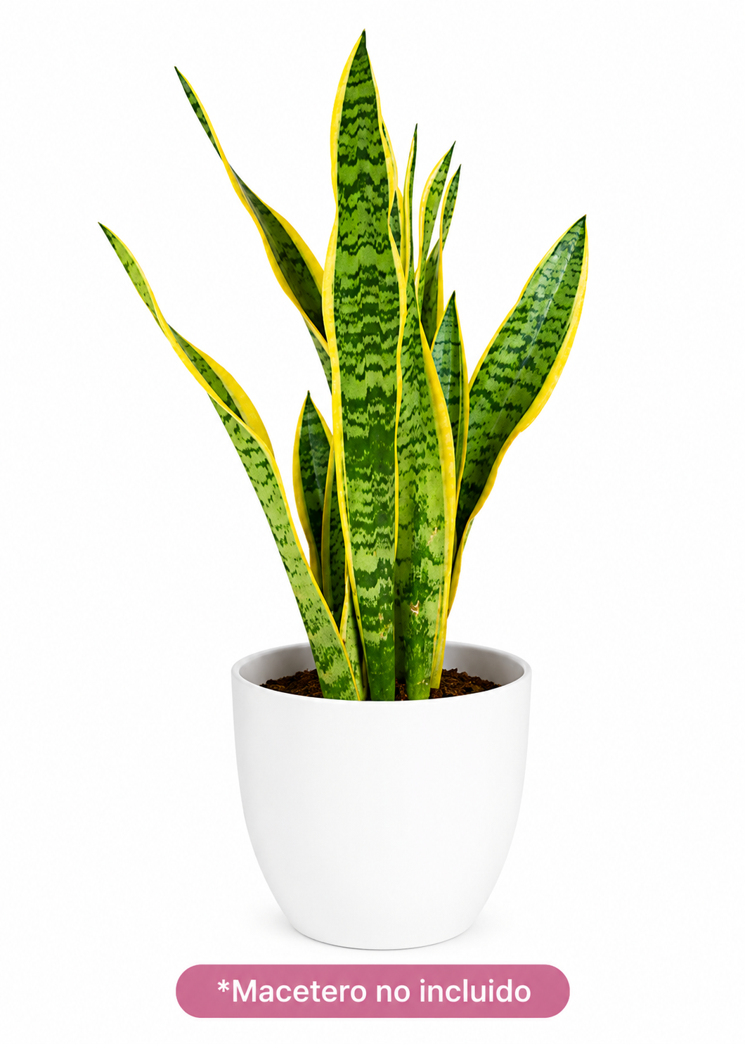 Sanseviera Lauretii