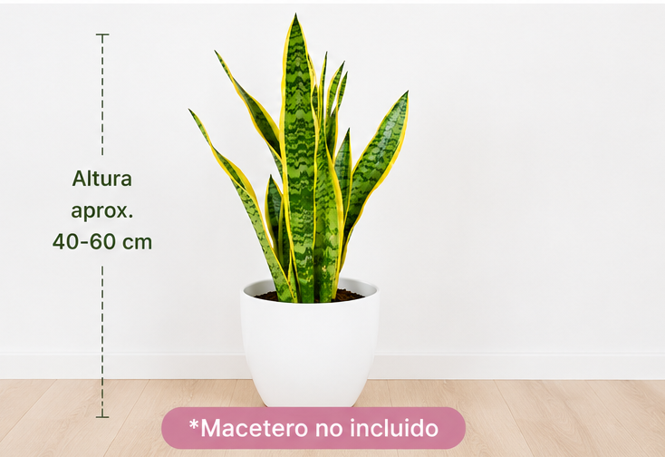 Sanseviera Lauretii