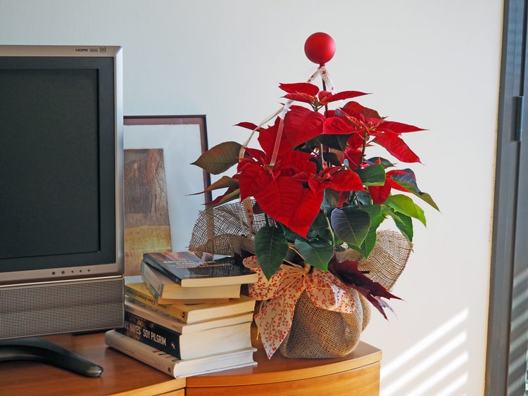 Comprar Flor de Pascua