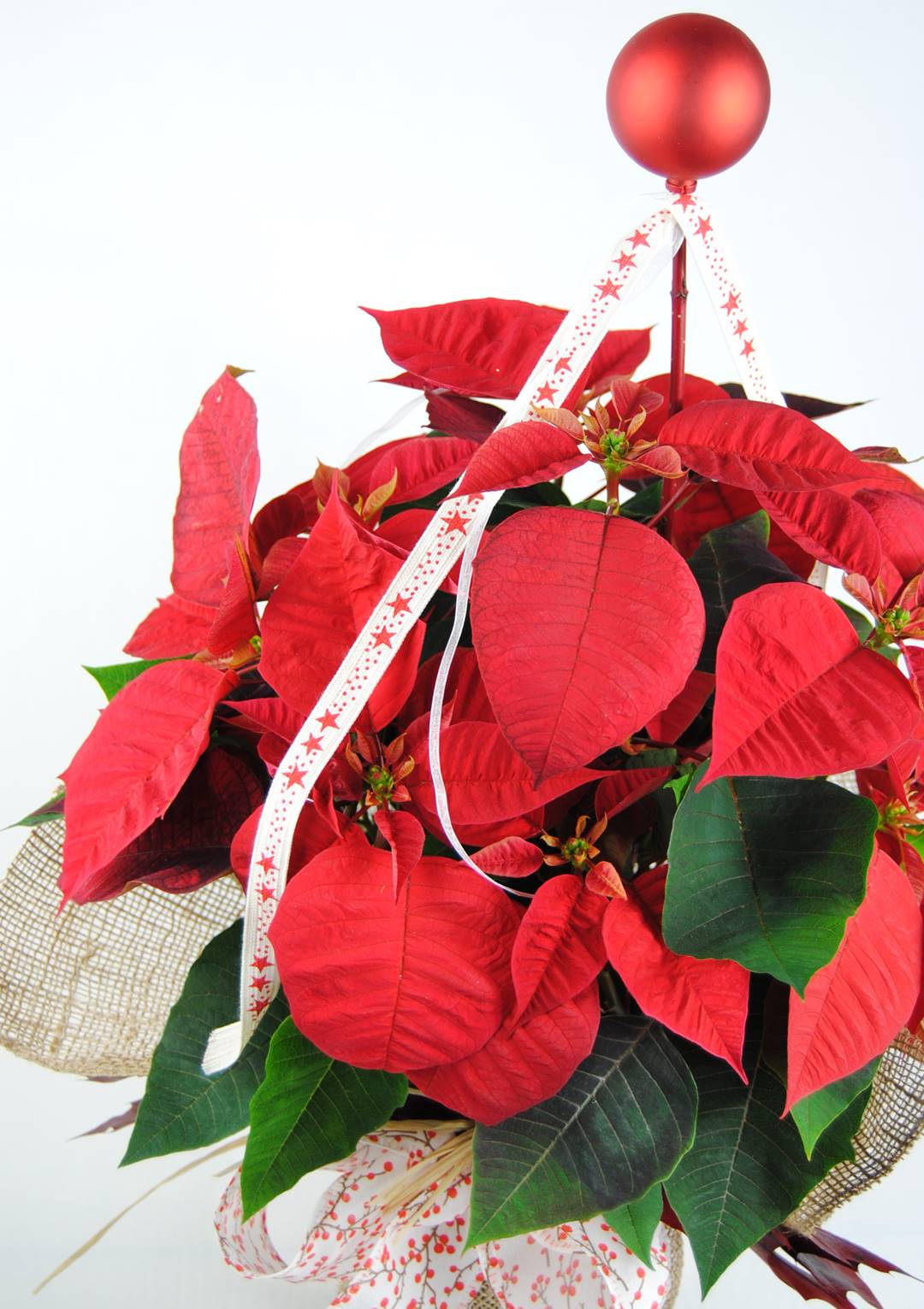 Comprar flor de pascua red sense - Origialflor