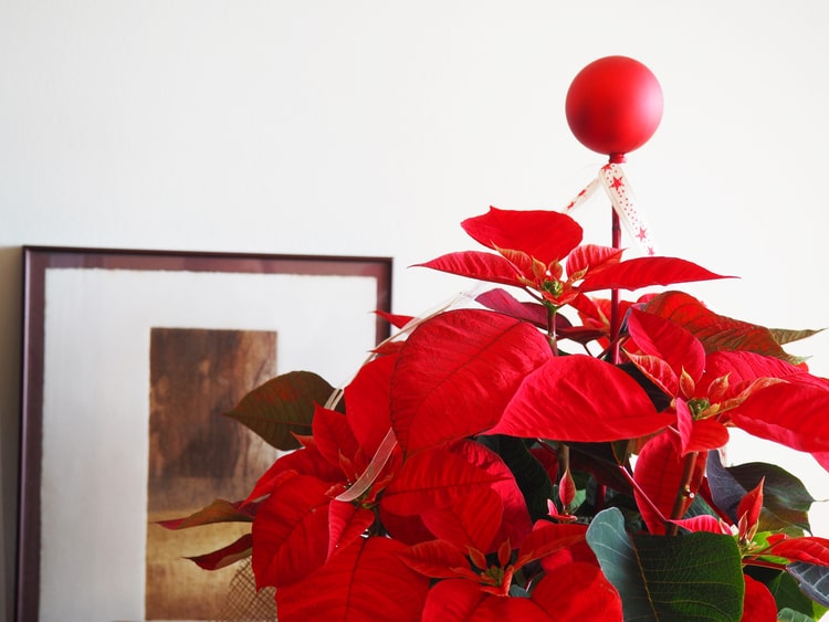 Flor de Pascua de Navidad