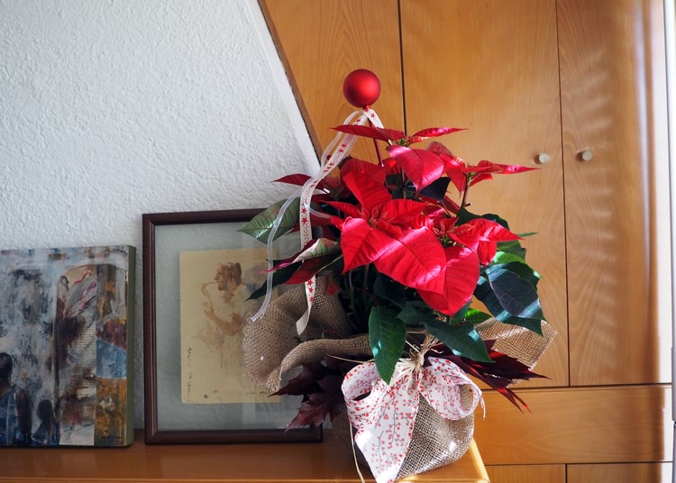 Flor de Pascua para regalar