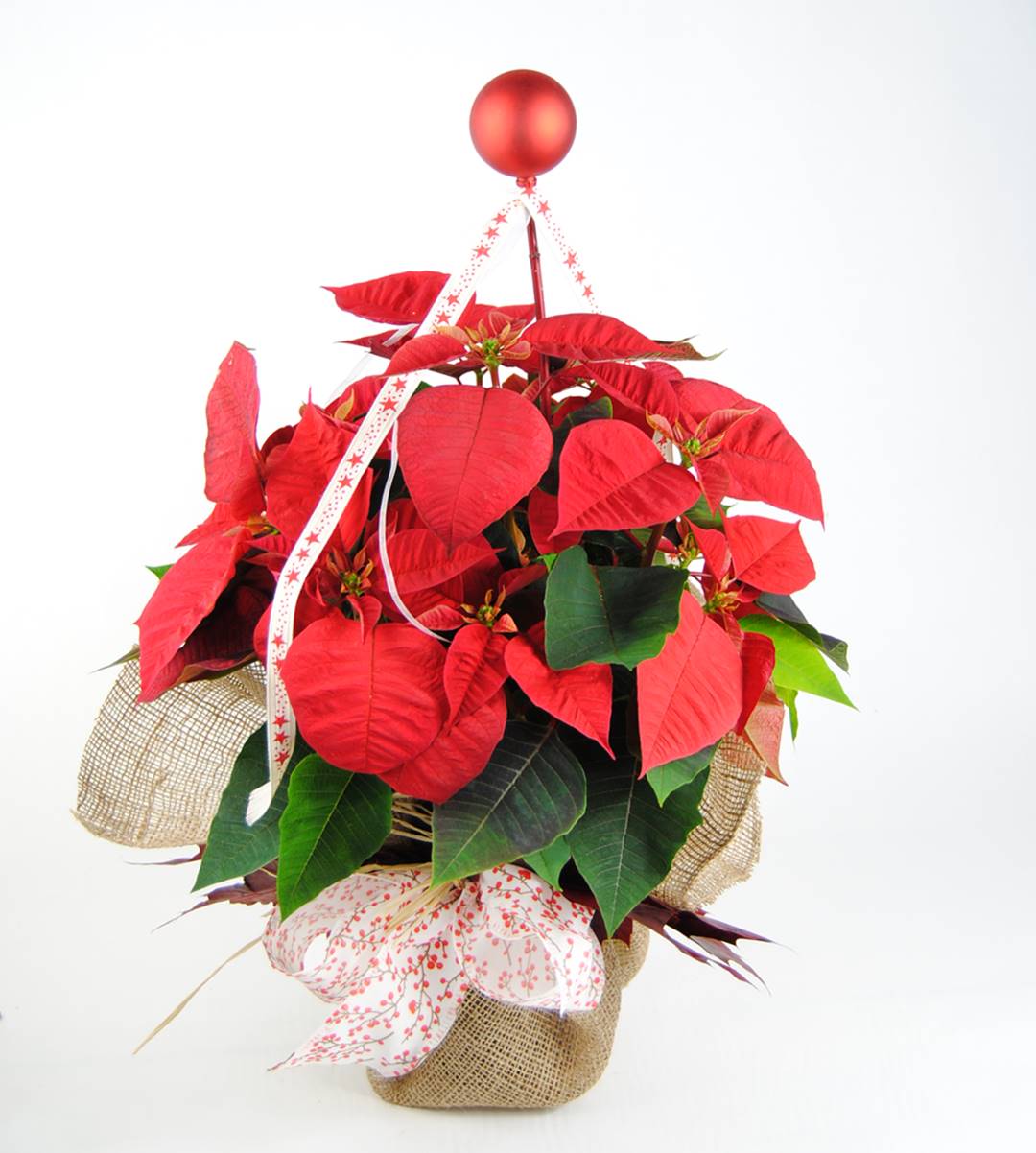 Ponsetia Red Sense o Flor de Pascua Red Sense - Originalflor