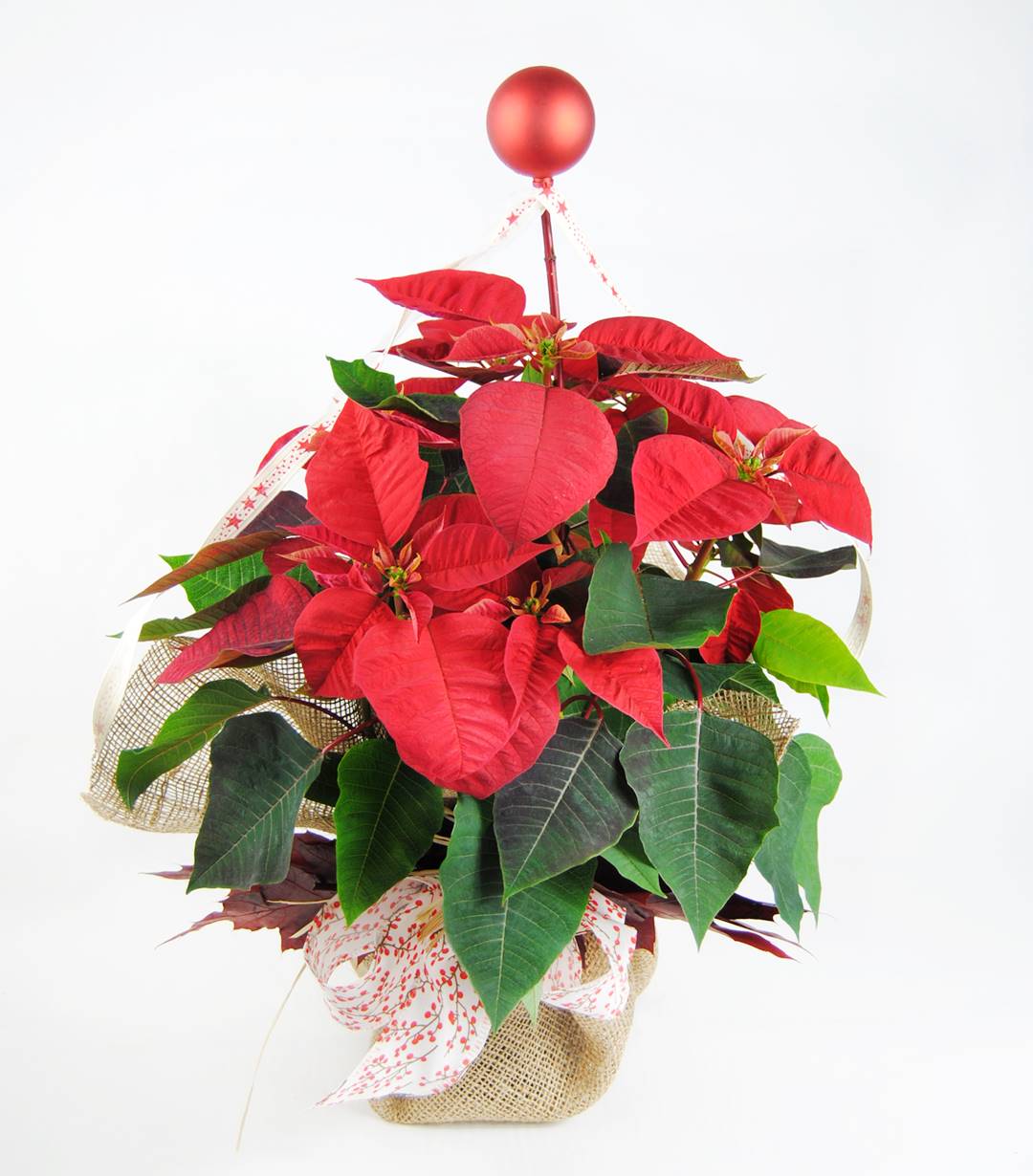 Ponsetia red senses 1 -Originalflor