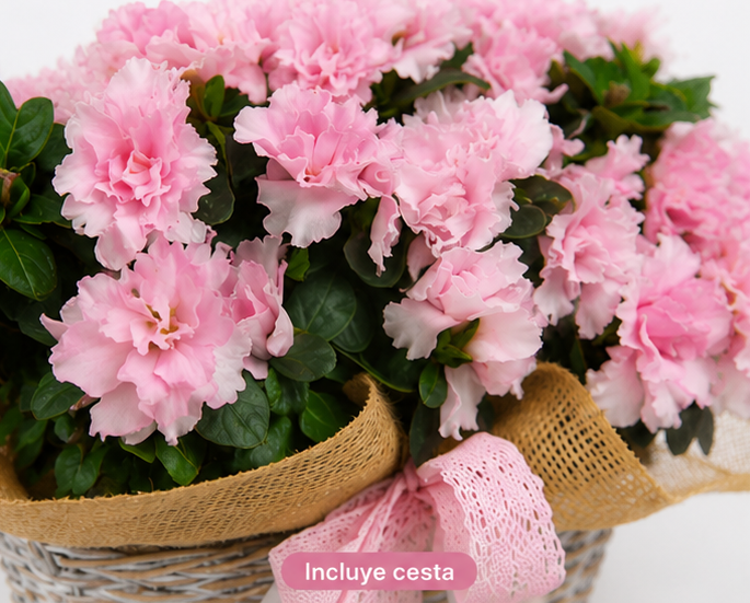 Azaleas en cesta