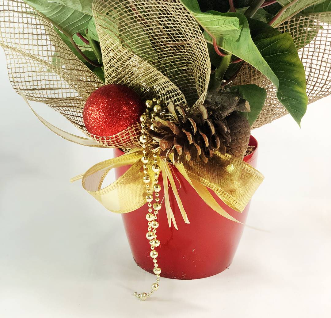 Flor de Pascua Roja (Ponsetia)