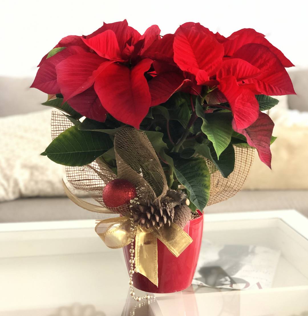 Flor de Pascua Roja (Ponsetia)