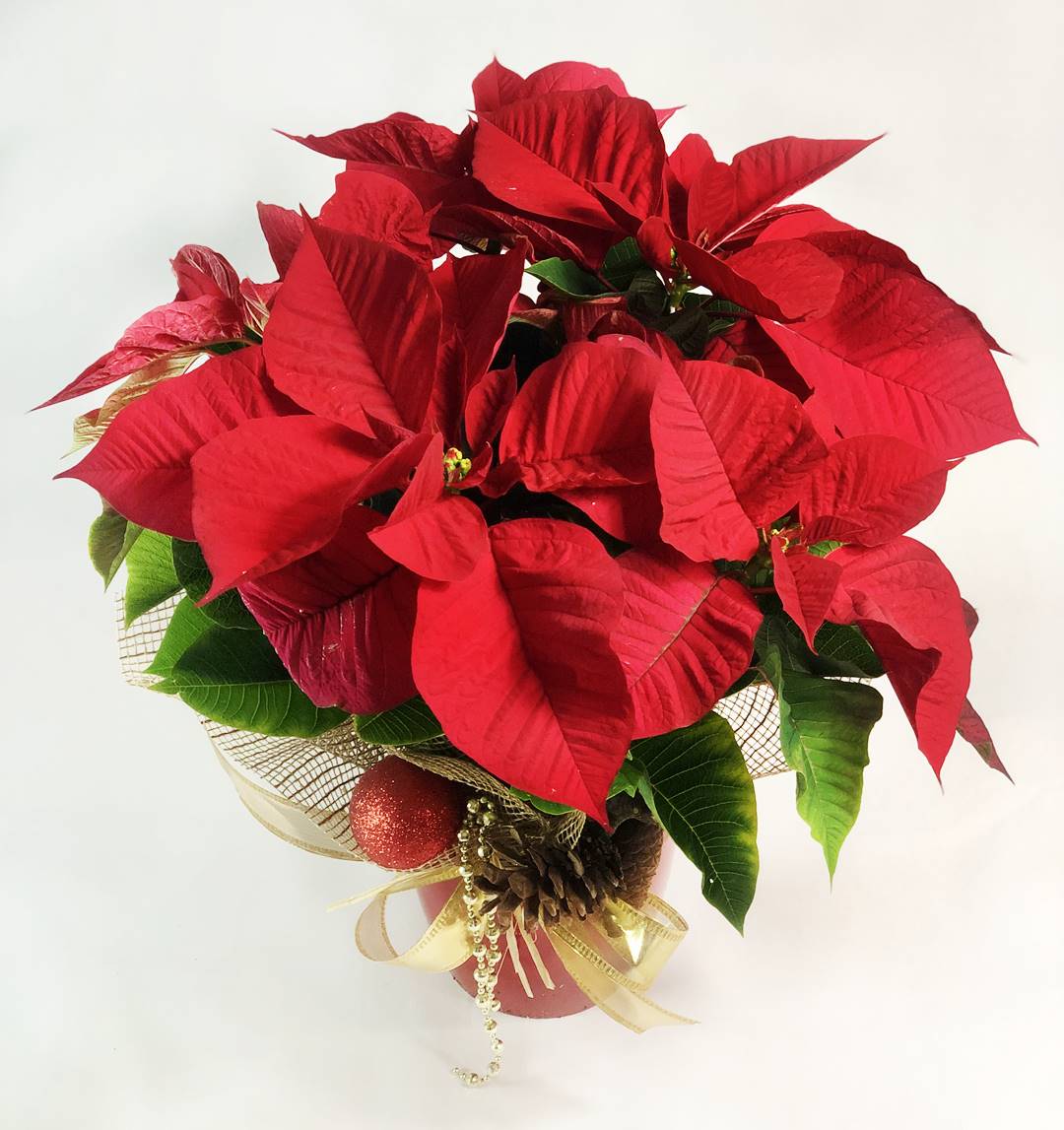 ponsetia roja navidad