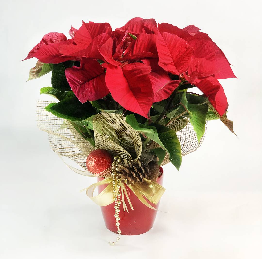 Flor de Pascua Roja (Ponsetia)