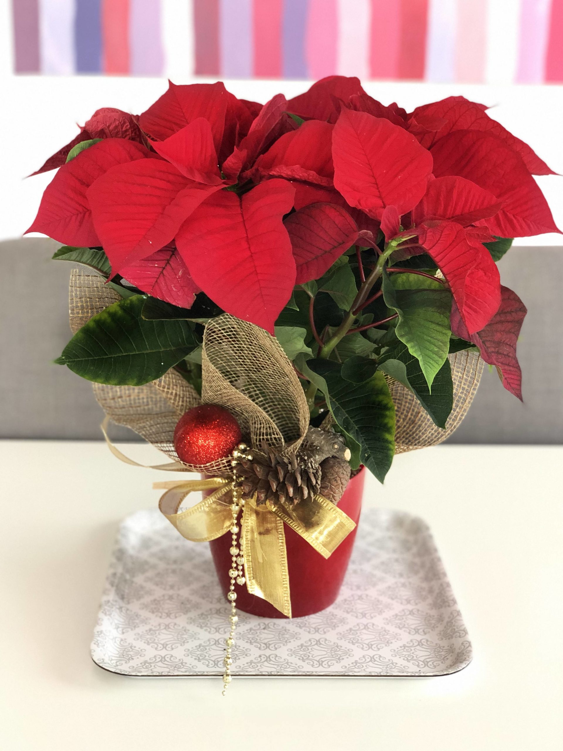 Flor de Pascua Roja (Ponsetia)