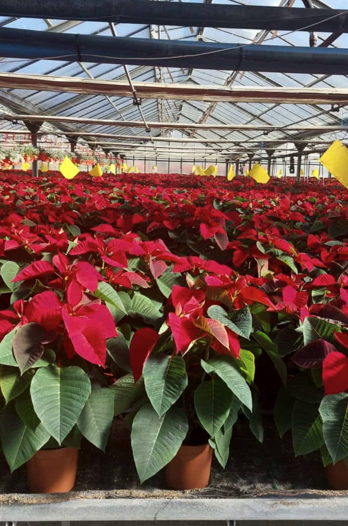 Flor de Pascua Roja (Ponsetia)